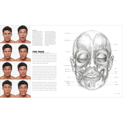 Anatomy for the Artist - Фото 3