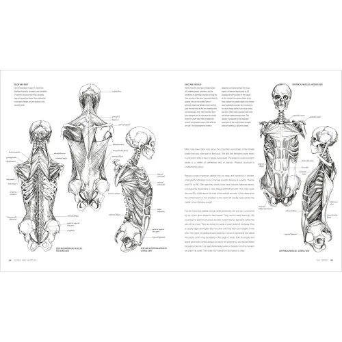 Anatomy for the Artist - Фото 4