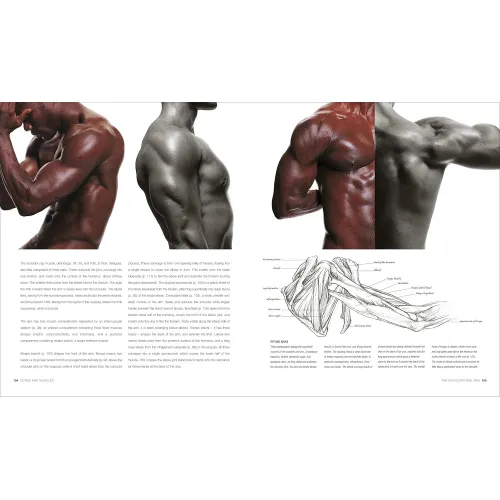 Anatomy for the Artist - Фото 6