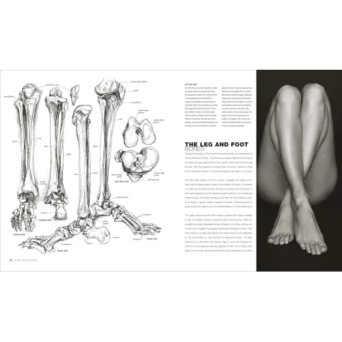 Anatomy for the Artist - Фото 8