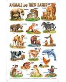 Education Charts Animals And Their Babies