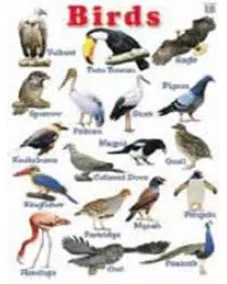Education Charts Birds