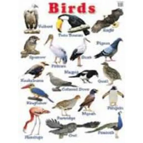 Education Charts Birds